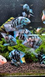 Polar blue vissen aquarium, Dieren en Toebehoren, Vis