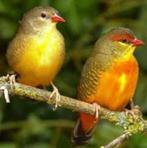 Te Koop Diverse Tropen, Dieren en Toebehoren, Vogels | Overige Vogels, Meerdere dieren, Tropenvogel