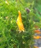 Oranje garnalen, Dieren en Toebehoren, Vissen | Aquariumvissen, Kreeft, Krab of Garnaal