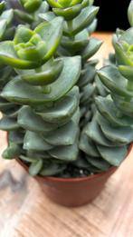 Crassula kamerplant - Pannenkoekenplant, Volle zon, Vaste plant, Bloeit niet, Ophalen