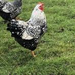 Wyandottehaan kriel biologisch, Dieren en Toebehoren, Pluimvee, Mannelijk, Kip
