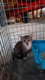 Kitten, Dieren en Toebehoren, Katten en Kittens | Overige Katten