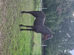 Fantastisch mooi fries merrie veulen., Dieren en Toebehoren, Paarden, Merrie, Minder dan 160 cm, Niet van toepassing, Dressuurpaard
