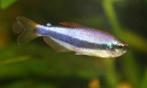 Blauwe Koningszalm - Inpaichthys kerri - Koidreams Valburg, Vis, Zoetwatervis