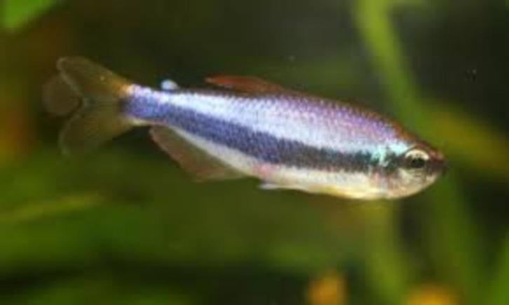 Blauwe Koningszalm - Inpaichthys kerri - Koidreams Valburg, Dieren en Toebehoren, Vissen | Aquariumvissen, Zoetwatervis, Vis