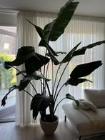 Paradijsvogelplant (Strelitzia nicolai) circa 1.80 meter, Ophalen, Overige soorten