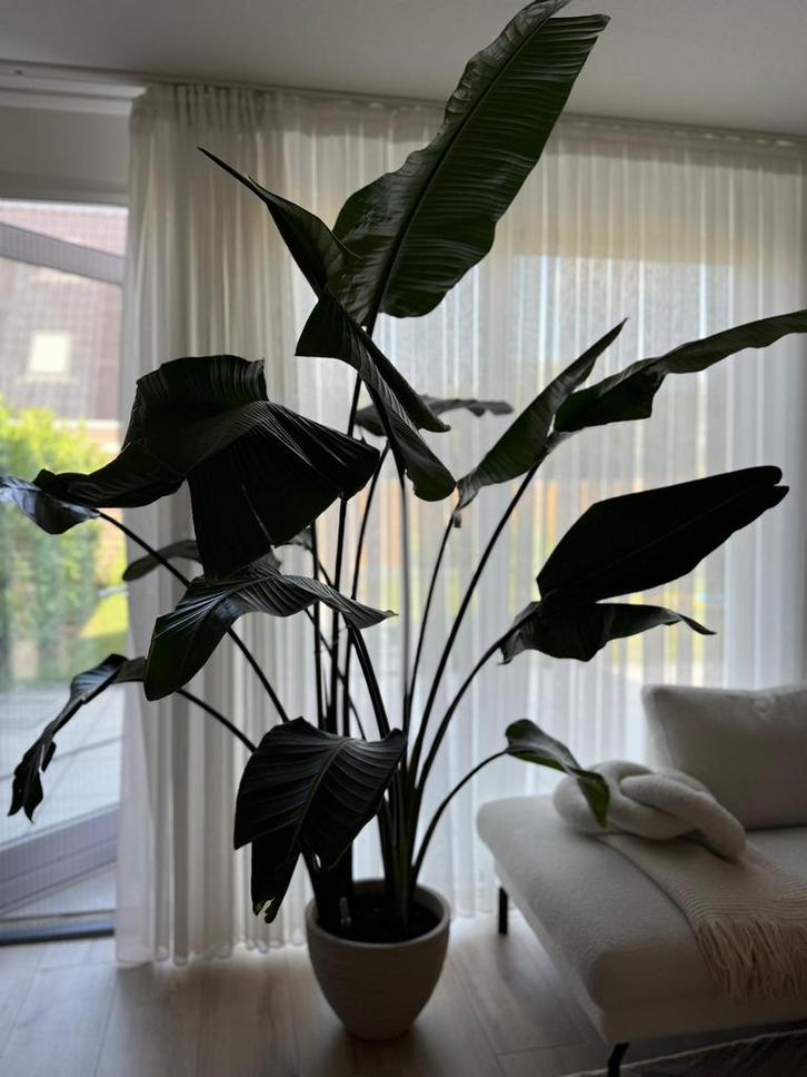 Paradijsvogelplant (Strelitzia nicolai) circa 1.80 meter, Huis en Inrichting, Kamerplanten, Overige soorten, Ophalen