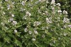 Echte heemst plantjes te koop, Volle zon, Vaste plant, Zomer, Ophalen