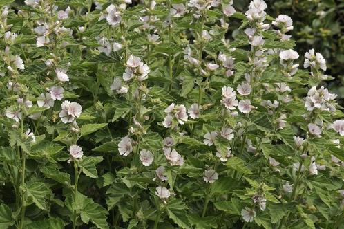 Echte heemst plantjes te koop, Tuin en Terras, Planten | Tuinplanten, Vaste plant, Overige soorten, Volle zon, Zomer, Ophalen