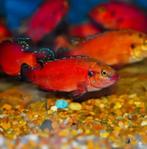 Fish Hemichromis Exsul, Dieren en Toebehoren, Vis, Zoetwatervis, Schoolvis