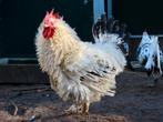 Lio, krul haan, Dieren en Toebehoren, Pluimvee, Mannelijk, Kip