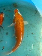 Oranje, witte Japanse koi, Dieren en Toebehoren, Karper of Koi