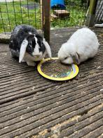 Koppeltje konijnen, Dieren en Toebehoren, Meerdere dieren, Middelgroot, Hangoor, 0 tot 2 jaar