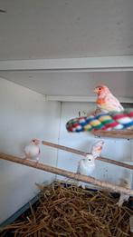 Rood mazaik van 2025, Dieren en Toebehoren, Vogels | Kanaries, Meerdere dieren, Kleurkanarie