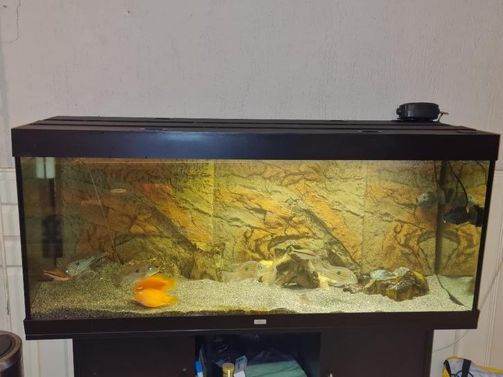 Zuid-Amerikaanse Cichlide bestand, Dieren en Toebehoren, Vissen | Aquariumvissen, Zoetwatervis, Vis