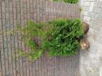 Coniferen thuja occ. Brabant haagplant, Tuin en Terras, Ophalen of Verzenden, Bloeit niet, Overige soorten, Volle zon