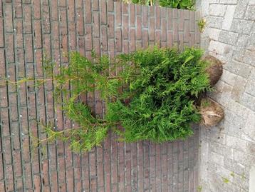 Coniferen thuja occ. Brabant haagplant beschikbaar voor biedingen