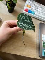Satin Pothos Cutting, Huis en Inrichting, Kamerplanten, Ophalen, Overige soorten, Minder dan 100 cm