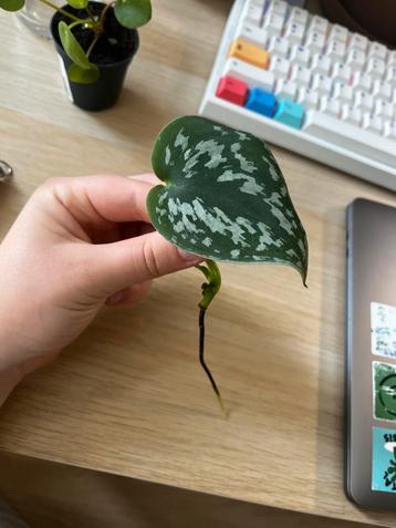 Satin Pothos Cutting beschikbaar voor biedingen