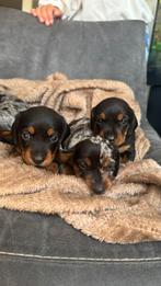 Kortharige kaninchen / dwergteckel pups, Dieren en Toebehoren, CDV (hondenziekte), 8 tot 15 weken, Korthaar, Dwerg