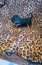 Doxiepoo puppies! Dwergteckel x poedel. ( een teefje nog), CDV (hondenziekte), 8 tot 15 weken, Meerdere, Nederland