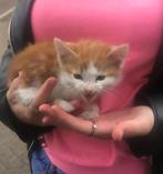 Opvang moederloze kittens, Dieren en Toebehoren