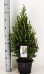Picea glauca conica kerstboompje 90 cm, Ophalen of Verzenden