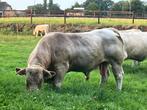 Te koop Charolais topstier, Dieren en Toebehoren, Mannelijk, 3 tot 6 jaar