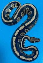 1.0 Stranger 66% poss. het Clown, Dieren en Toebehoren, Reptielen en Amfibieën, Slang, 0 tot 2 jaar