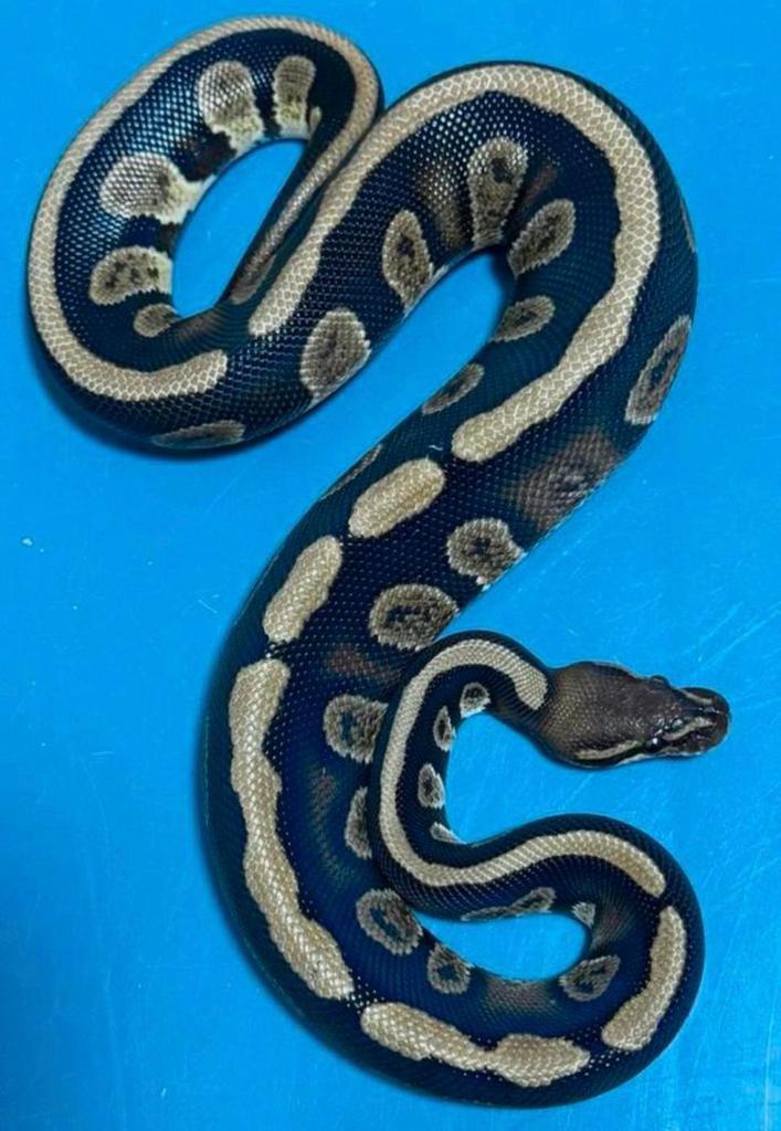 1.0 Stranger 66% poss. het Clown