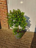 Acer palmatum Ryusen Japanse esdoorn, Tuin en Terras, Planten | Bomen, Ophalen, Halfschaduw, Overige soorten, Minder dan 100 cm