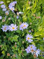 Kalimeris Incisa Blue Star, Ophalen, Zomer, Overige soorten, Volle zon