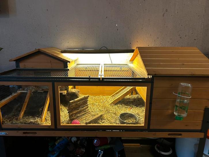 Twee lieve cavia s met mooi hok deze kan niet uitelkaar, Dieren en Toebehoren, Knaagdieren, Mannelijk, Cavia, November, Tam