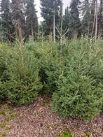 Actie! Fijnspar Kerstbomen - Bergen op Zoom, Volle zon, 100 tot 250 cm, Zomer, Overige soorten
