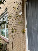 Hoge rozenbottel plant, Tuin en Terras, Ophalen, Volle zon, Overige soorten