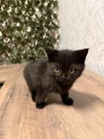 Onze schattige BKH kittens zoeken een lief en warm thuis., Dieren en Toebehoren, Katten en Kittens | Raskatten | Korthaar, Meerdere dieren