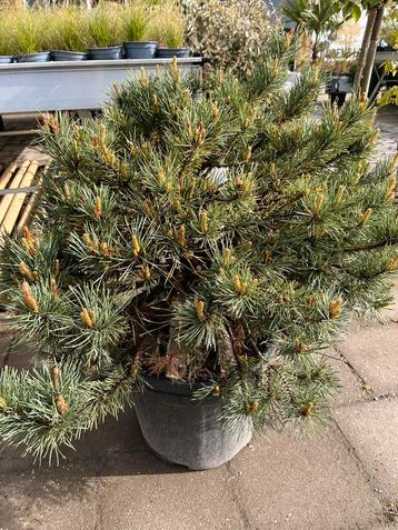 Prachtige volle Pinus sylvestris 55 x 70+ cm 