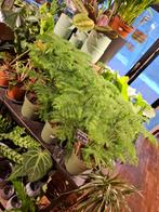 Kamerden (Araucaria), Overige soorten, In pot, Minder dan 100 cm, Groene kamerplant