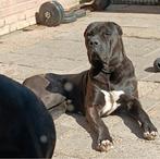 Bandog als dekreu aangeboden, Dieren en Toebehoren, Particulier, 1 tot 2 jaar, Buitenland, Eén hond