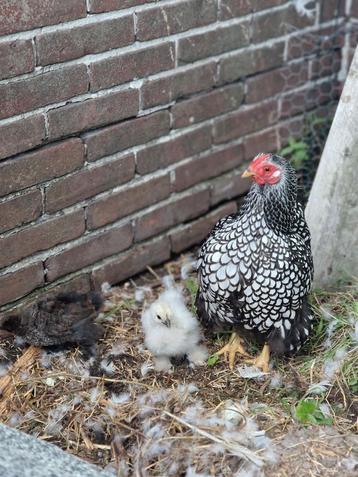 Prachtige kuikens te koop Wayandotte X Zijdehoen beschikbaar voor biedingen