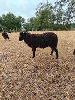 Ouessant ram, Dieren en Toebehoren, Mannelijk, Schaap