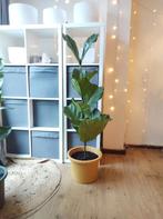 Ficus Lyrata / Tabaksplant / Vioolbladplant -133 cm in a pot, Ophalen, Ficus, 100 tot 150 cm, Halfschaduw