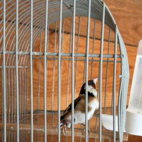 Parva putter, Dieren en Toebehoren, Vogels | Kanaries, Bastaard, Mannelijk