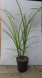 Carex Grayi. Siergrassen met speciale bloem/vrucht P9, Ophalen of Verzenden, Siergrassen