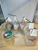 Vloeibare paddenstoelen culturen / Liquid culture / LC, Ophalen of Verzenden, Nieuw