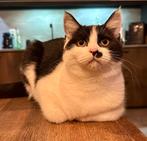 Poesje Maine Coon/Brits Korthaar, Dieren en Toebehoren