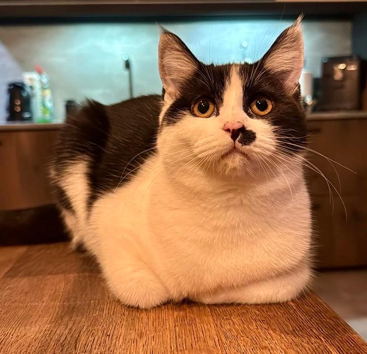 Poesje Maine Coon/Brits Korthaar, Dieren en Toebehoren, Katten en Kittens | Dekkaters