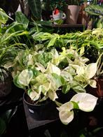 Epipremnum Happy Leafs, Overige soorten, In pot, Minder dan 100 cm, Groene kamerplant