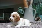 Cocker spaniel puppy pup, Dieren en Toebehoren, 8 tot 15 weken, Meerdere, Meerdere dieren, Spaniël