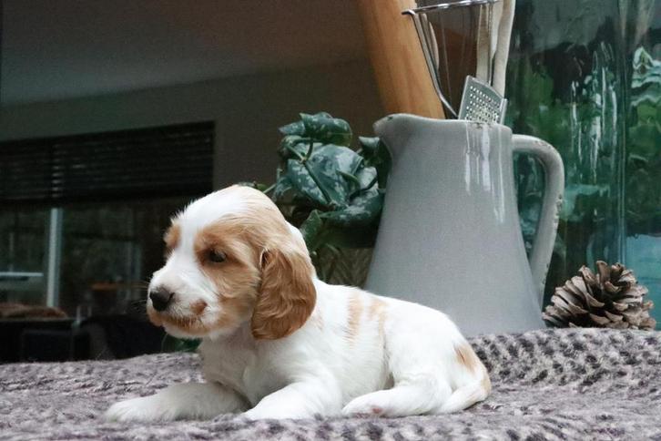 Cocker spaniel puppy pup, Dieren en Toebehoren, Honden | Retrievers, Spaniëls en Waterhonden, Meerdere dieren, Spaniël, Particulier